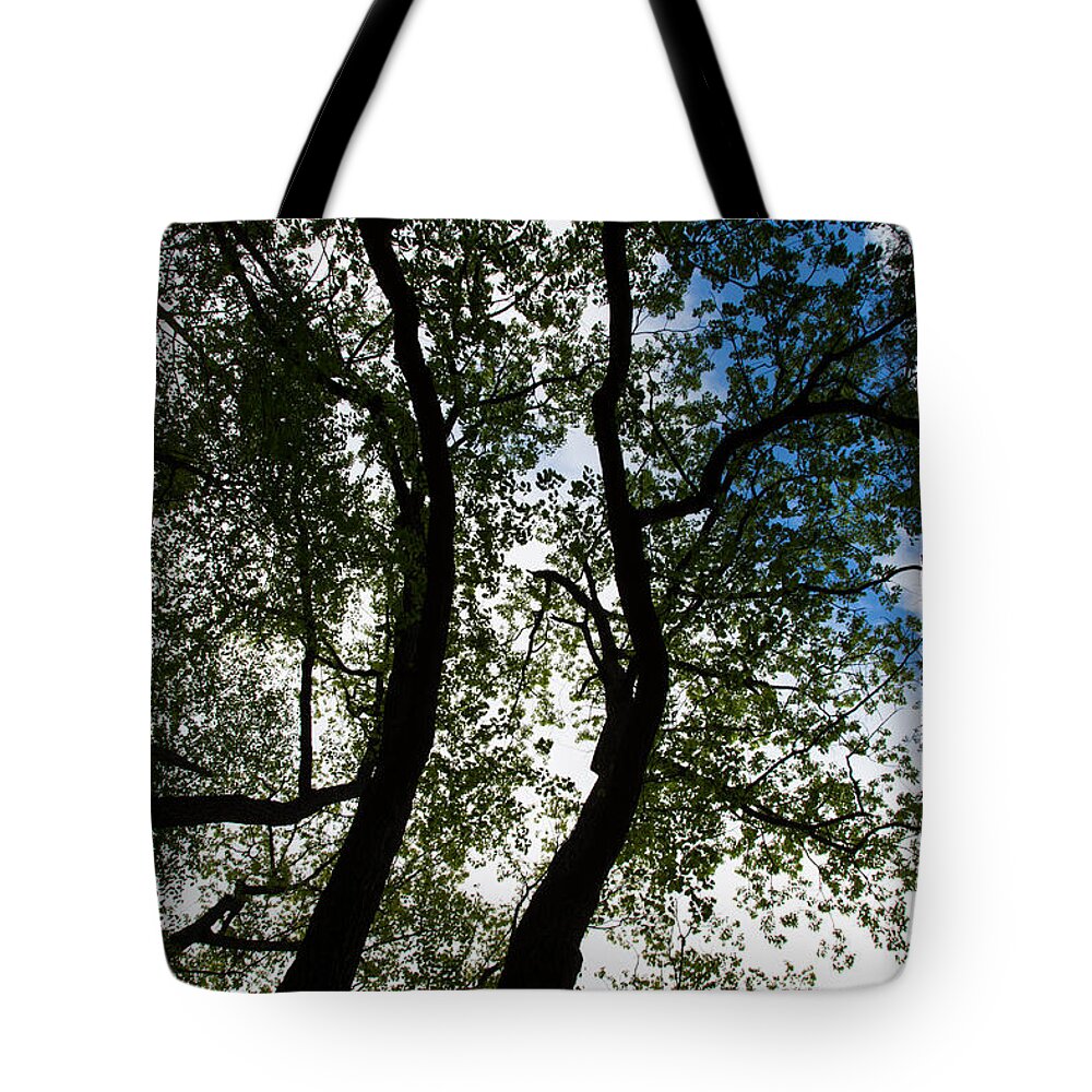 Curvy Trees Tote Bag featuring the photograph Curvy Trees by Karol Livote