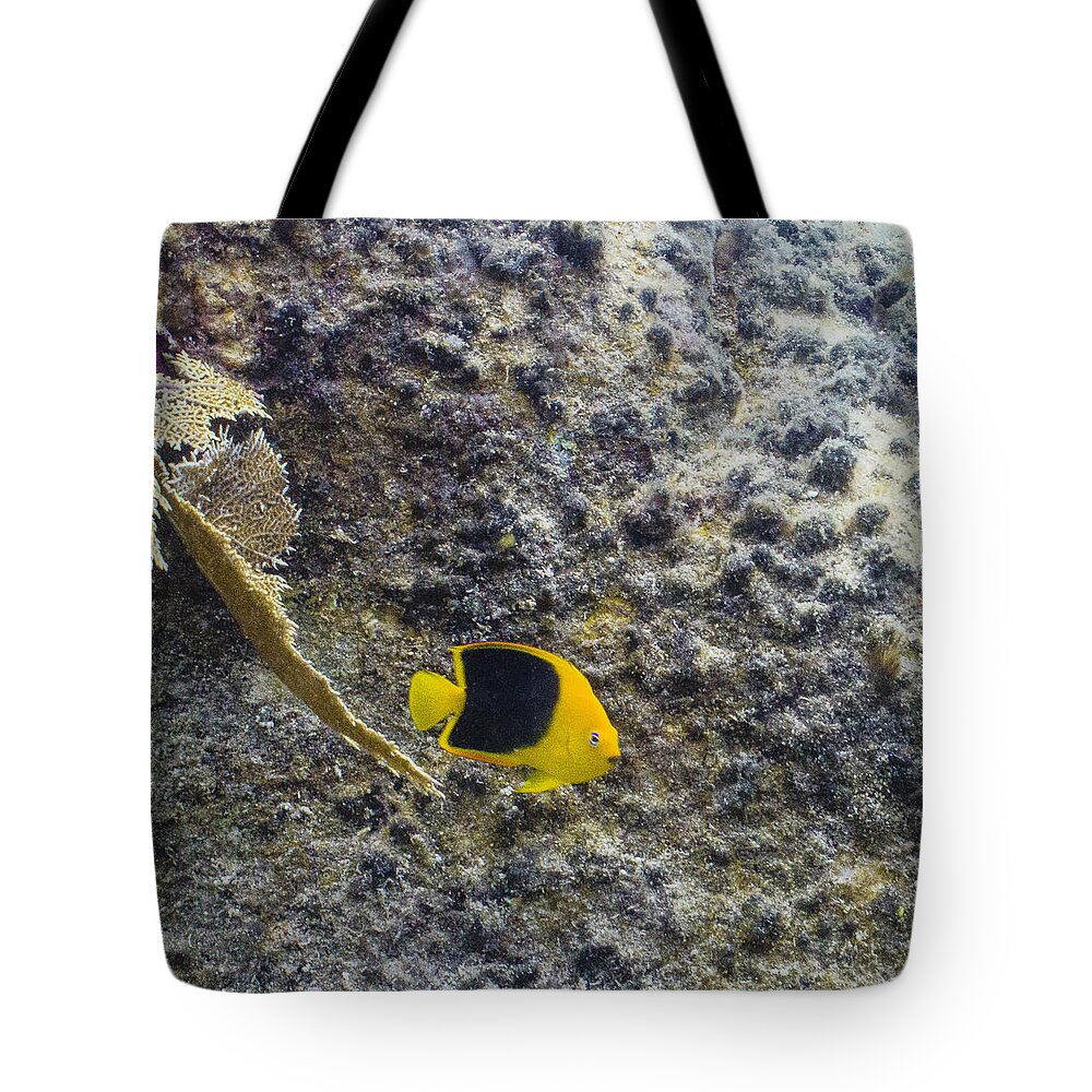 Ocean Tote Bag featuring the photograph Cutie Beauty by Lynne Browne