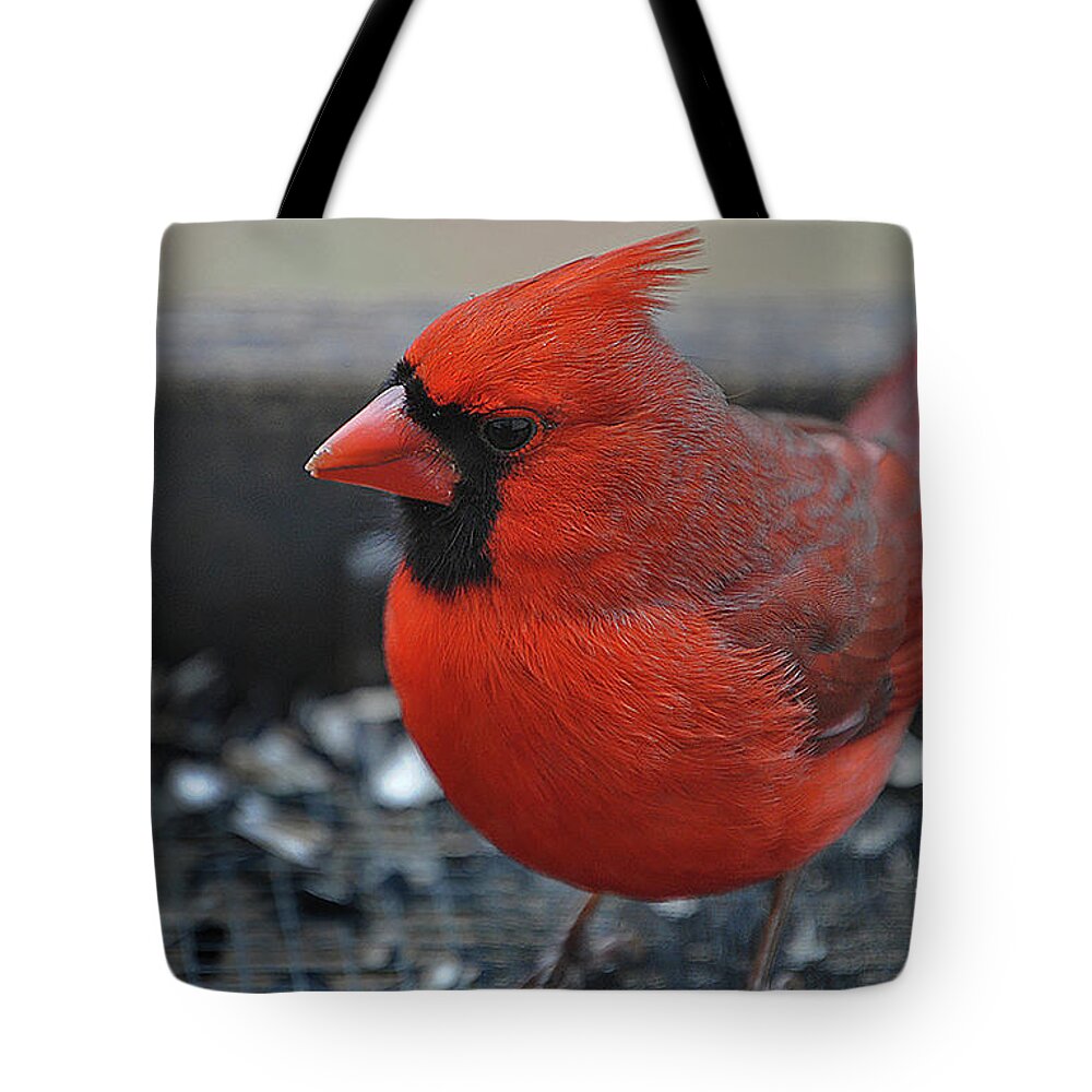 Nature Tote Bag featuring the photograph Daddy Cardinal by Skip Willits