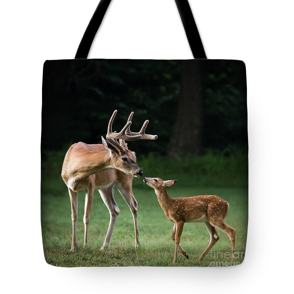 Deer Tote Bag featuring the photograph Daddy's Girl by Andrea Silies