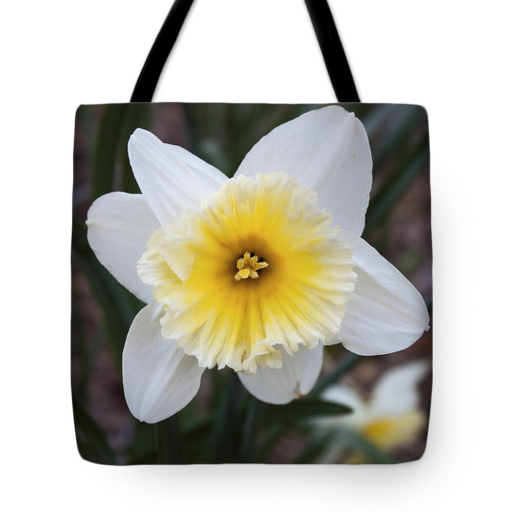 Daffodil Tote Bag featuring the photograph Daffodil at Black Creek by Jeff Severson