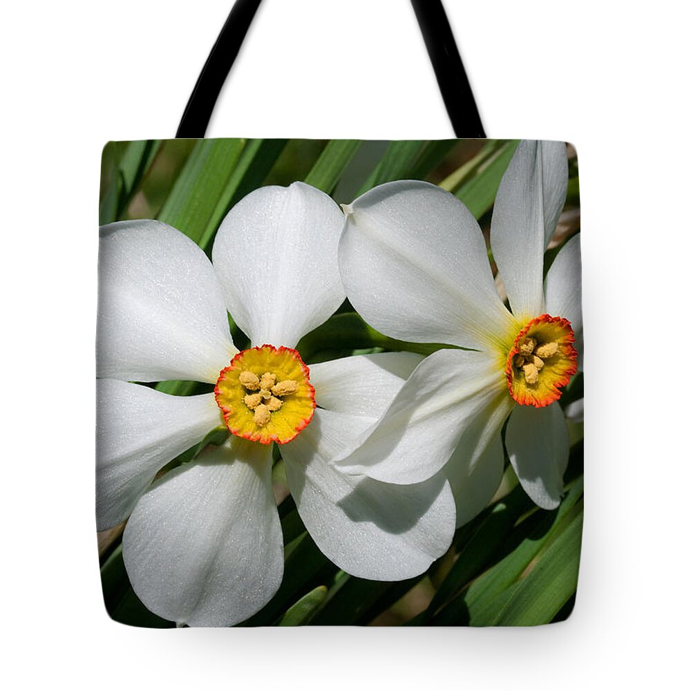 Daffodil Tote Bag featuring the photograph Daffodils by David Freuthal