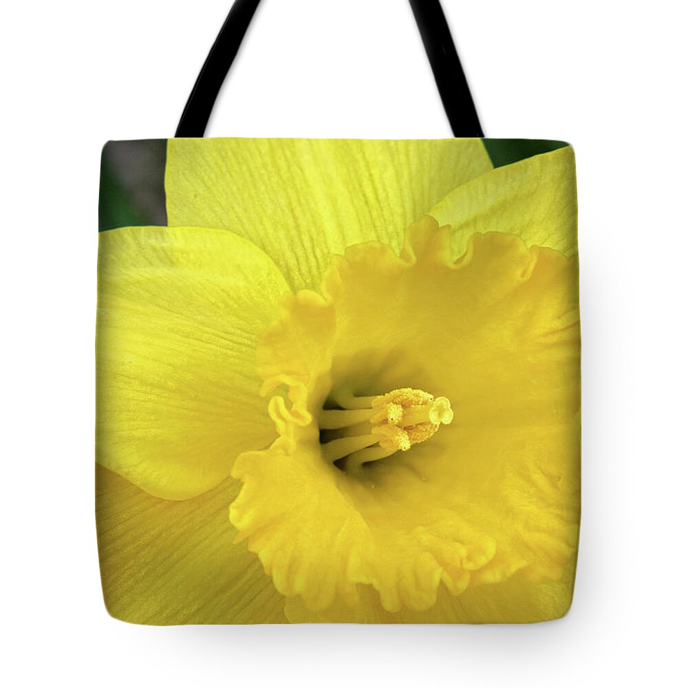 Daffoildils In Spring Print Tote Bag featuring the photograph Daffoildils in Spring by Gwen Gibson