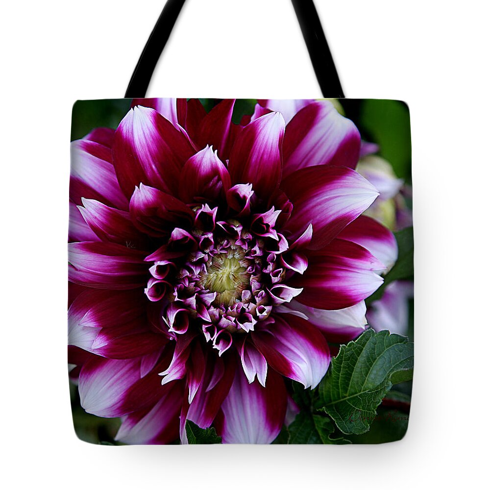 Flower Tote Bag featuring the photograph Dahlia by Denise Romano