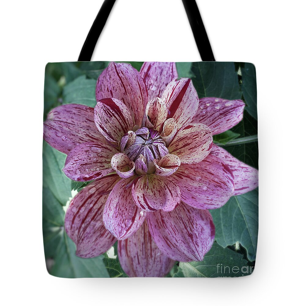 Flower Tote Bag featuring the photograph Dahlia 'Nonette' by Ann Jacobson