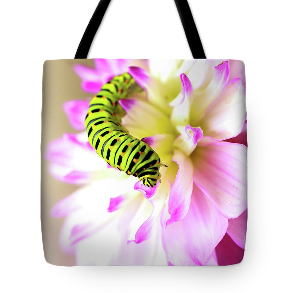 Dahlia Tote Bag featuring the photograph Dahlia with Caterpillar by Amanda Mohler