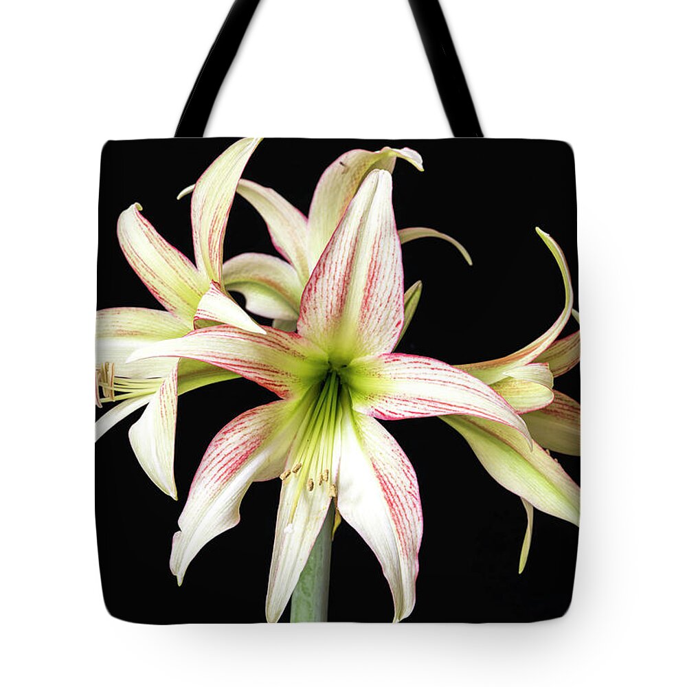 Flower Tote Bag featuring the photograph Dainty and soft. by Usha Peddamatham