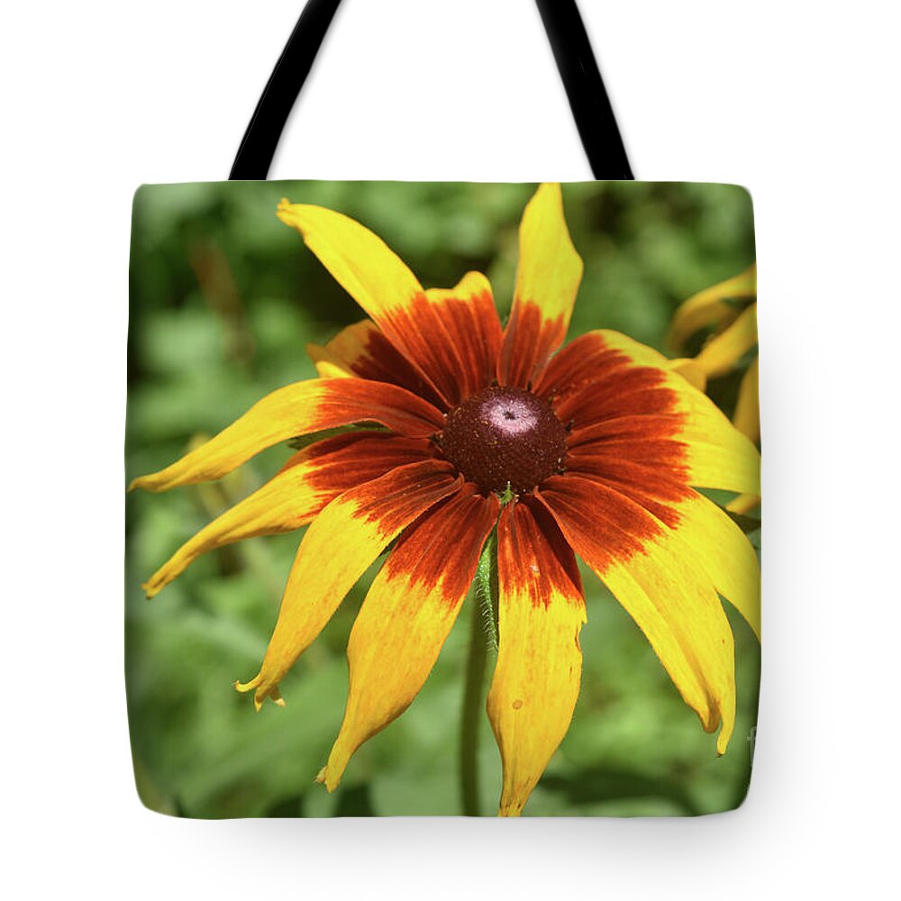 Black-eyed-susan Tote Bag featuring the photograph Dainty Black Eyed Susan Blooming in Nature by DejaVu Designs