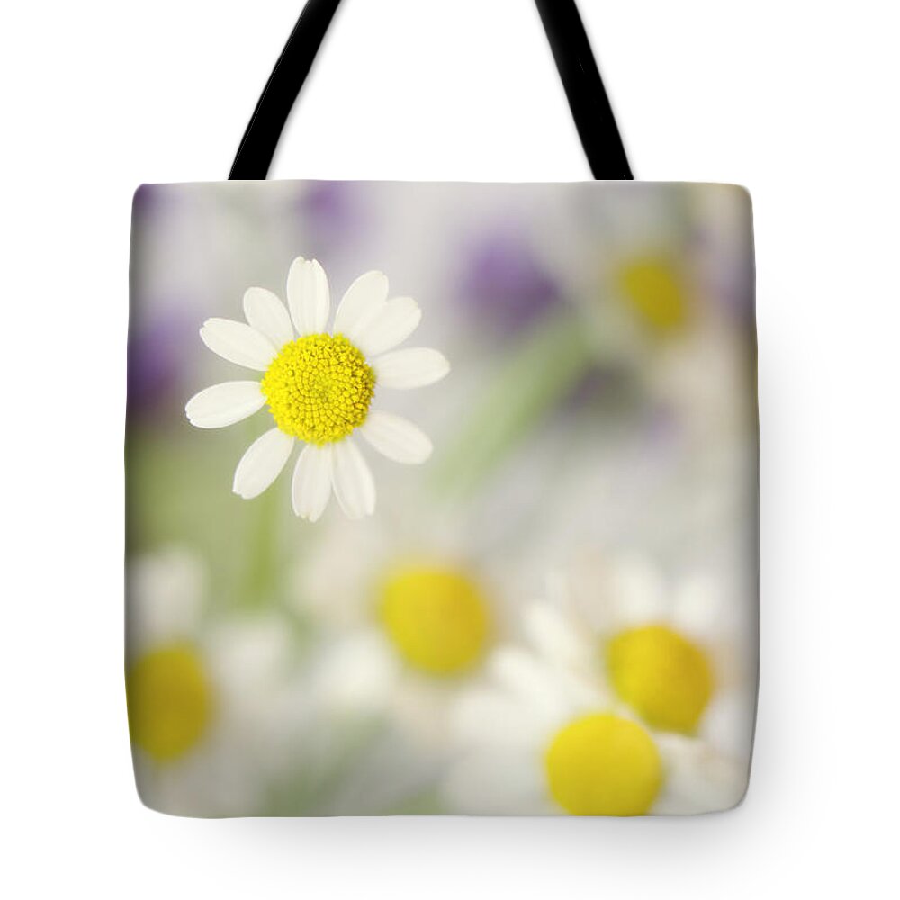 Daisies Tote Bag featuring the photograph Daisies in Morning Mist by Susan Gary