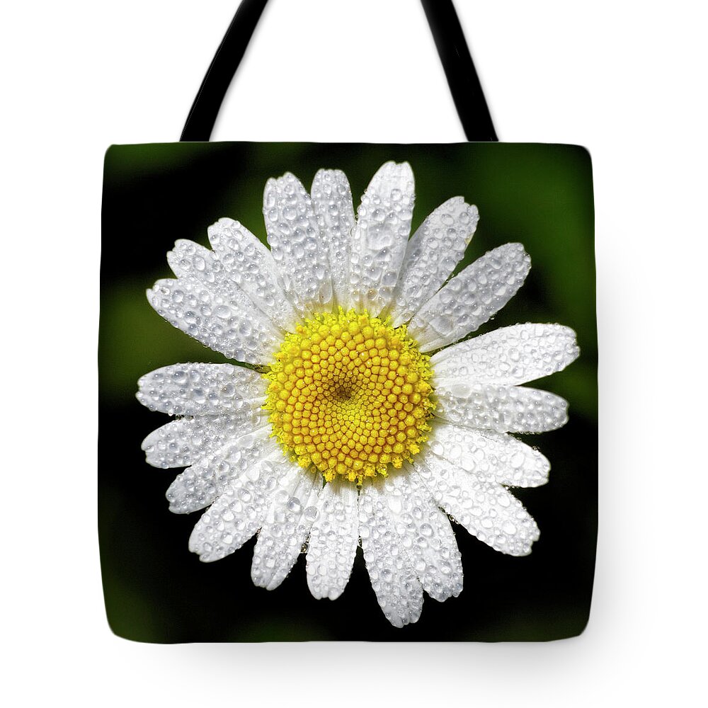 Kansas Tote Bag featuring the photograph Daisy and Dew by Rob Graham