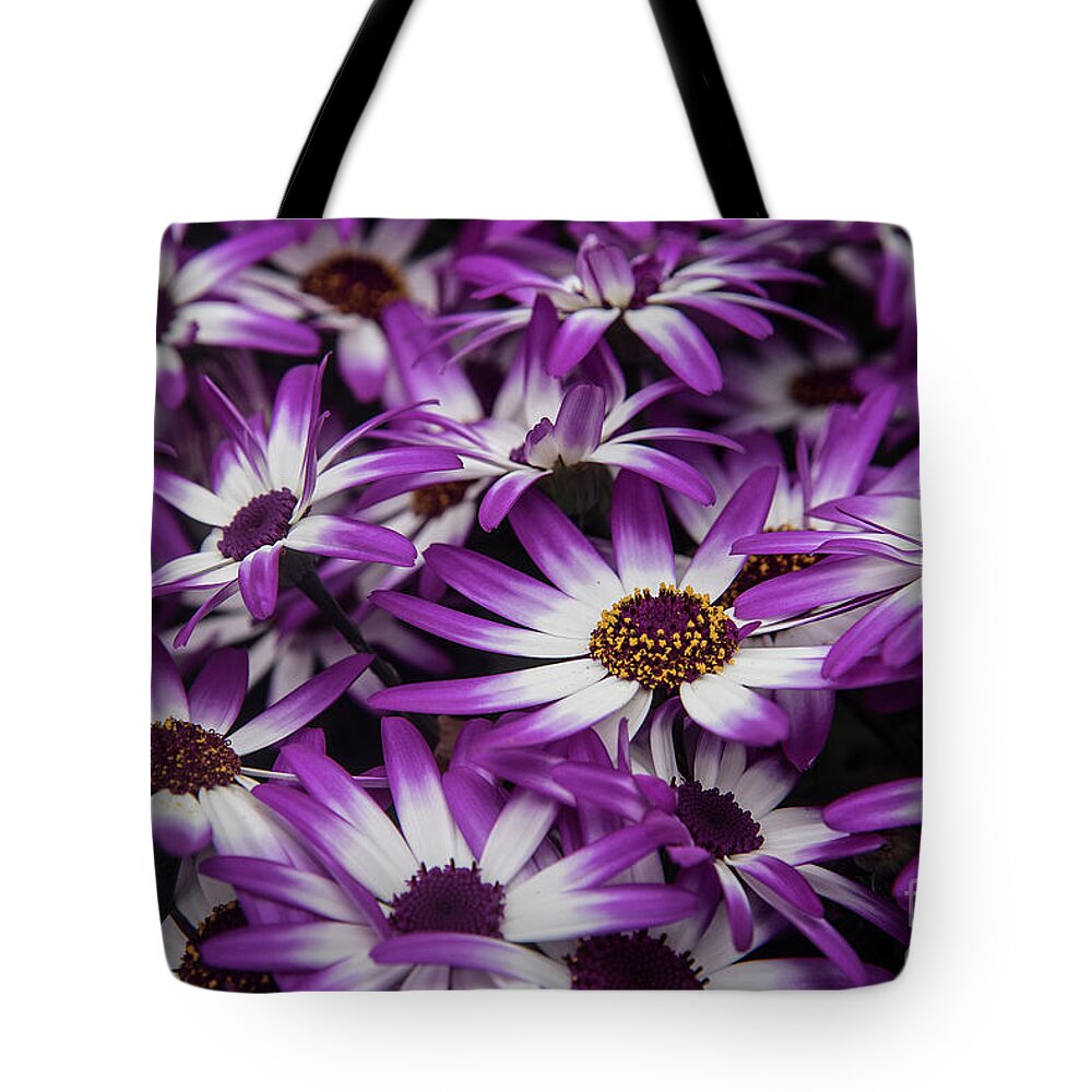 Bellis Perennis Tote Bag featuring the photograph Daisy flowers-2231 by Steve Somerville
