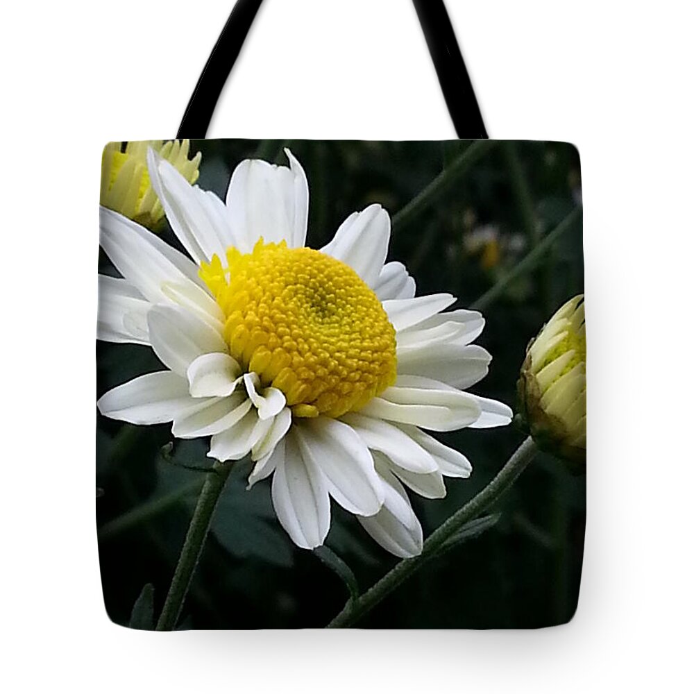 Daisy Tote Bag featuring the photograph Daisy by Helen Hong