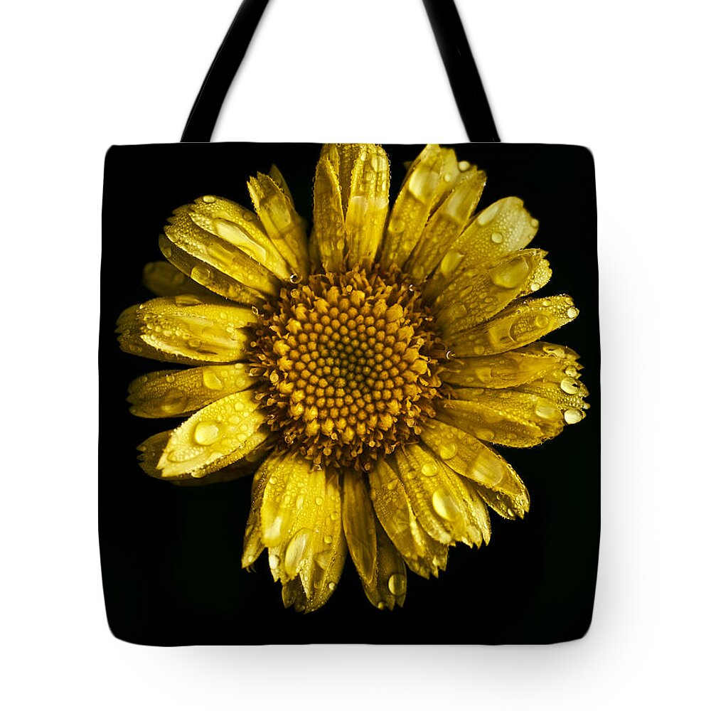 Daisy Tote Bag featuring the photograph Daisy on Black Background by Rachel Morrison