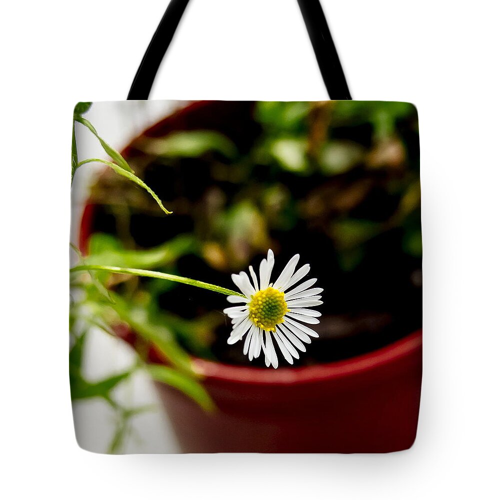 Daisy Tote Bag featuring the photograph Daisy or What. by Elena Perelman