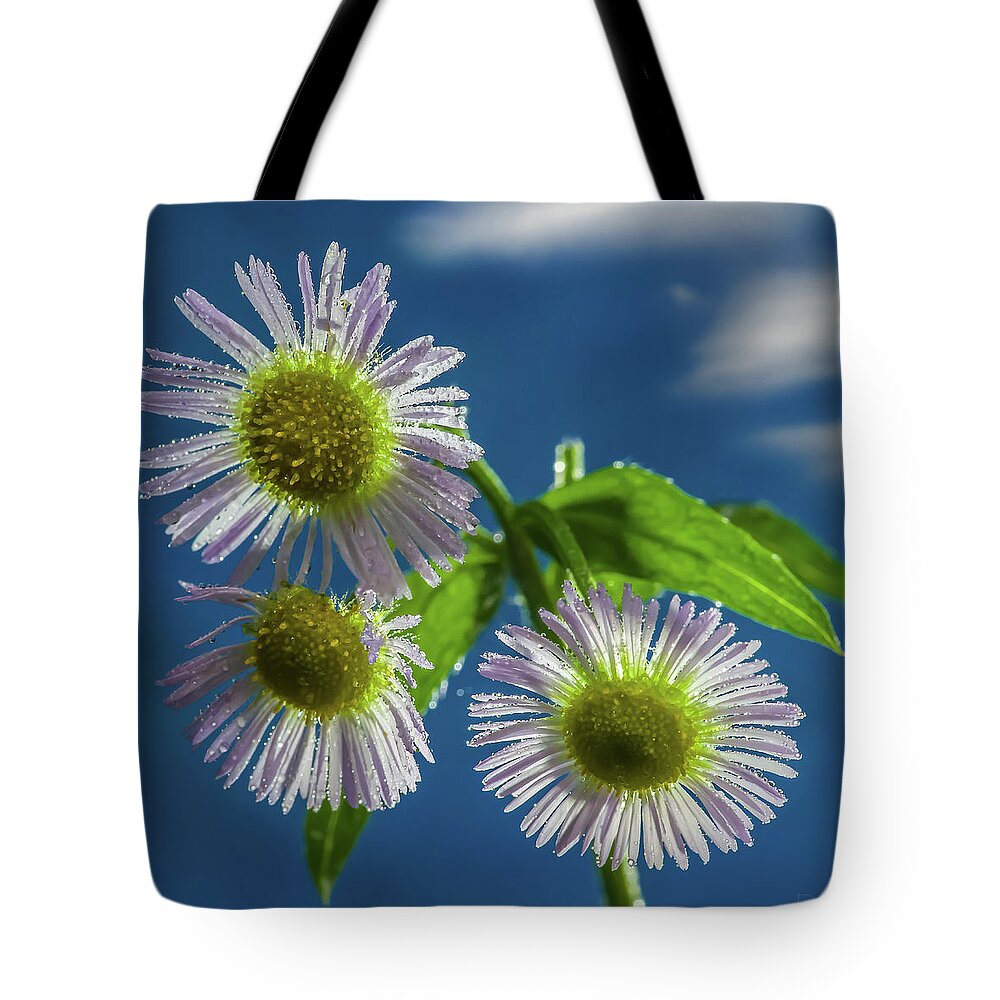 Daisy Flowers Floral Sky Cloud Blue Yellow White Green Square Tote Bag featuring the photograph Daisy Trio - white daisies glistening in sunlight with mist droplets by Peter Herman