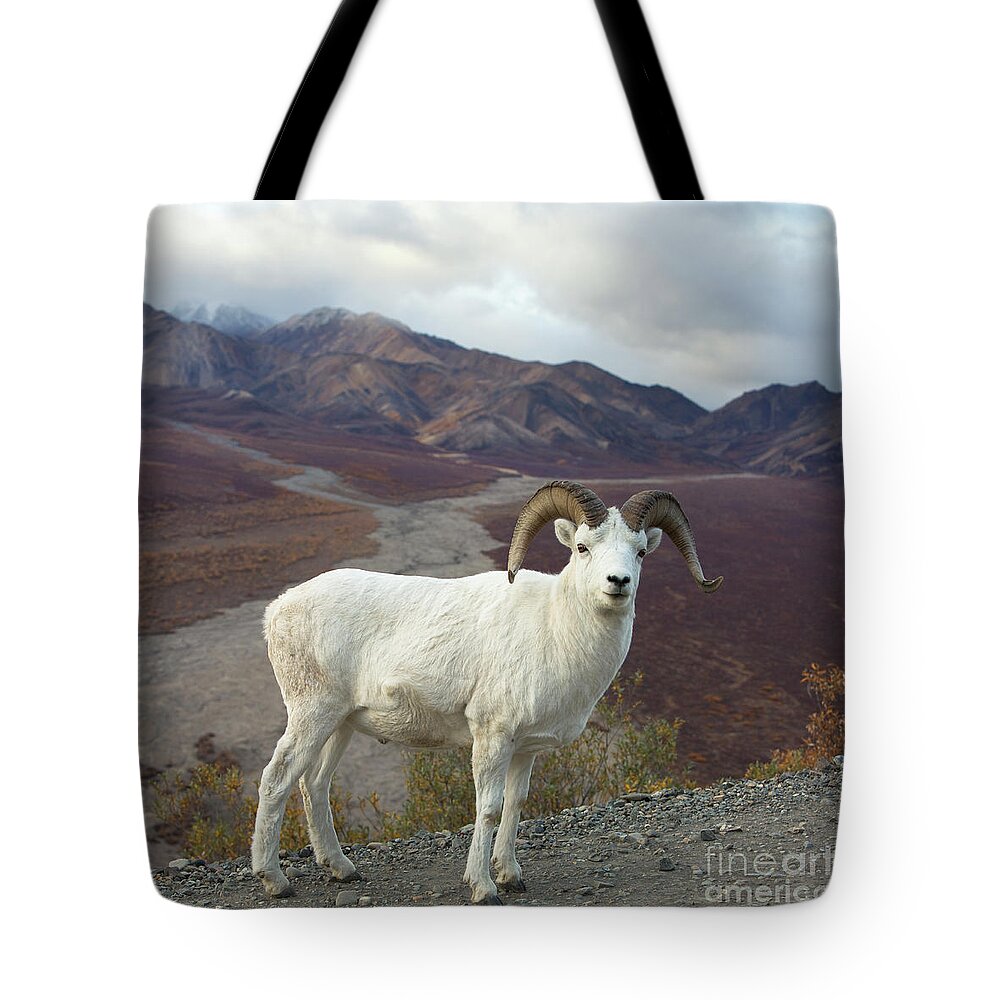 00440953 Tote Bag featuring the photograph Dalls Sheep in Denali by Yva Momatiuk John Eastcott