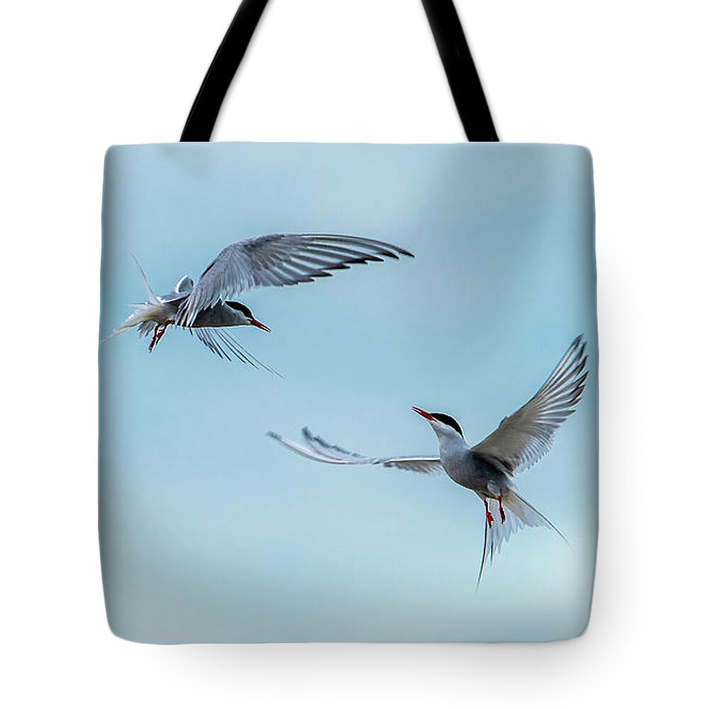 Flying Common Terns Tote Bag featuring the photograph Dancing Terns by Torbjorn Swenelius