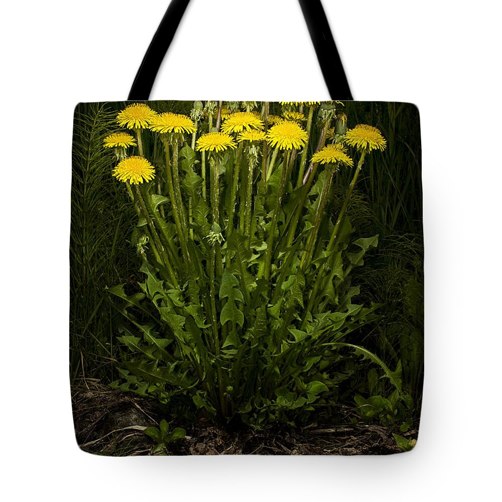 Wildflower Tote Bag featuring the photograph Dandelion Clump by Fred Denner
