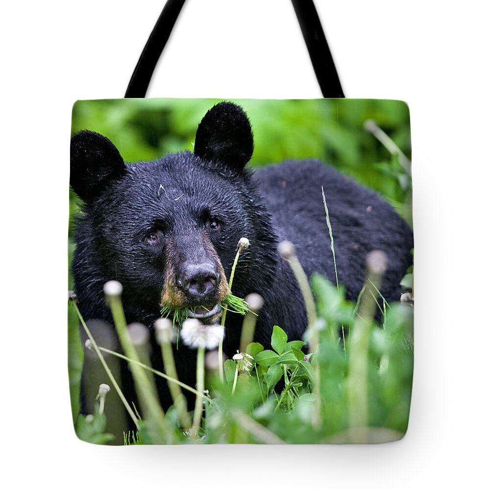 Bear Tote Bag featuring the photograph Dandelion Salad by Paul Riedinger