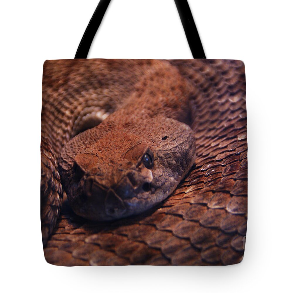 Rattlesnake Tote Bag featuring the photograph Dangerously Handsome by Linda Shafer