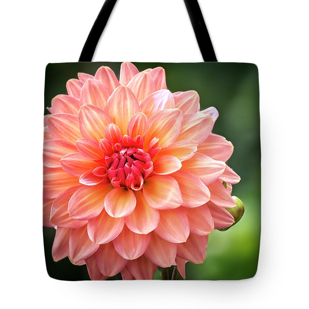 Pink Flower Tote Bag featuring the photograph Dapper Dahlia by Peg Runyan