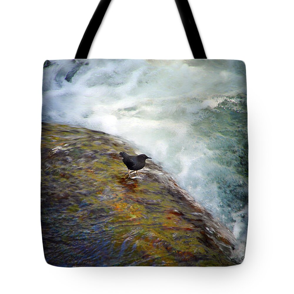 Black Bird Tote Bag featuring the photograph Dare Devil by Donna Blackhall