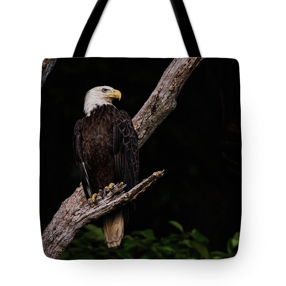 Bird Tote Bag featuring the photograph Dark Beauty by Jody Partin