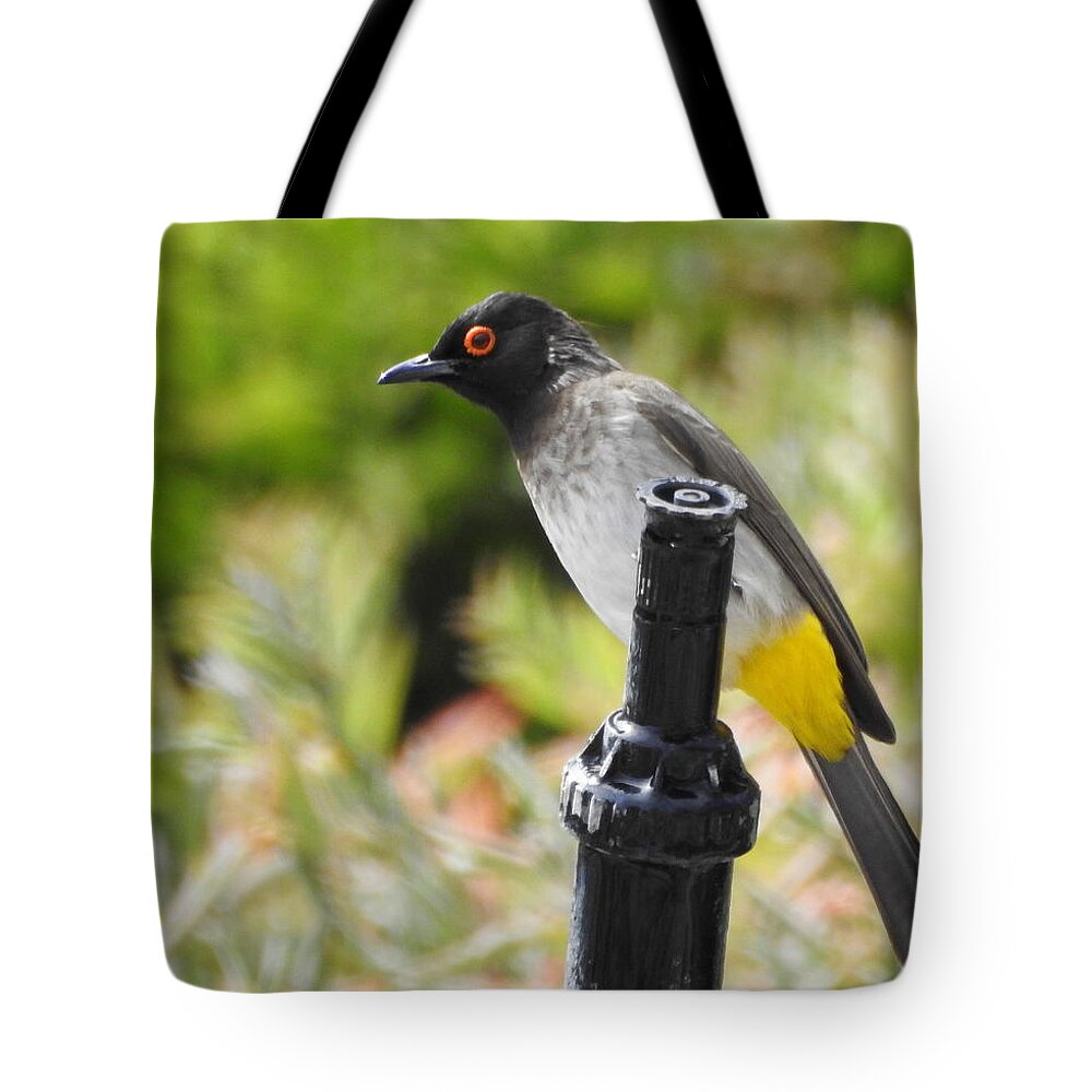 African Bird Tote Bag featuring the photograph Dark-capped Bulbul by Betty-Anne McDonald