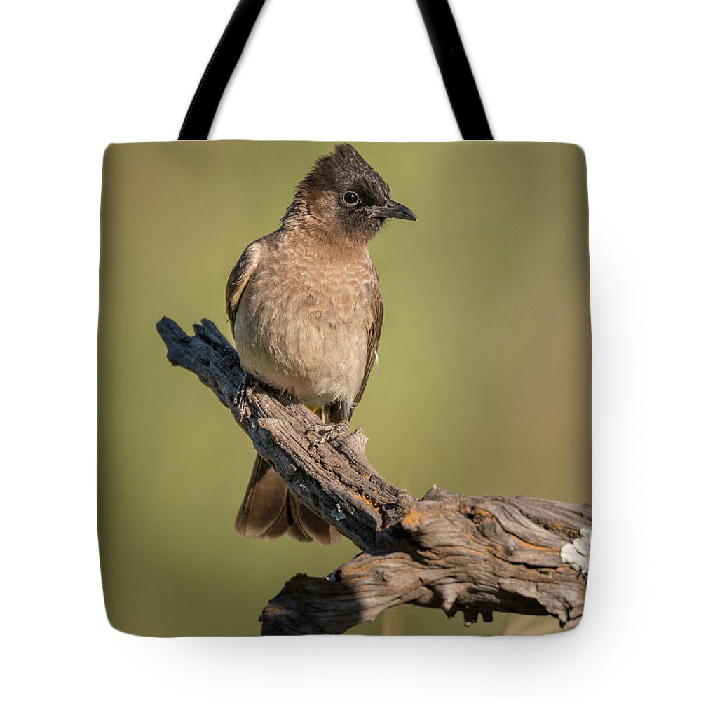 Africa Tote Bag featuring the photograph Dark-capped Bulbul by James Capo