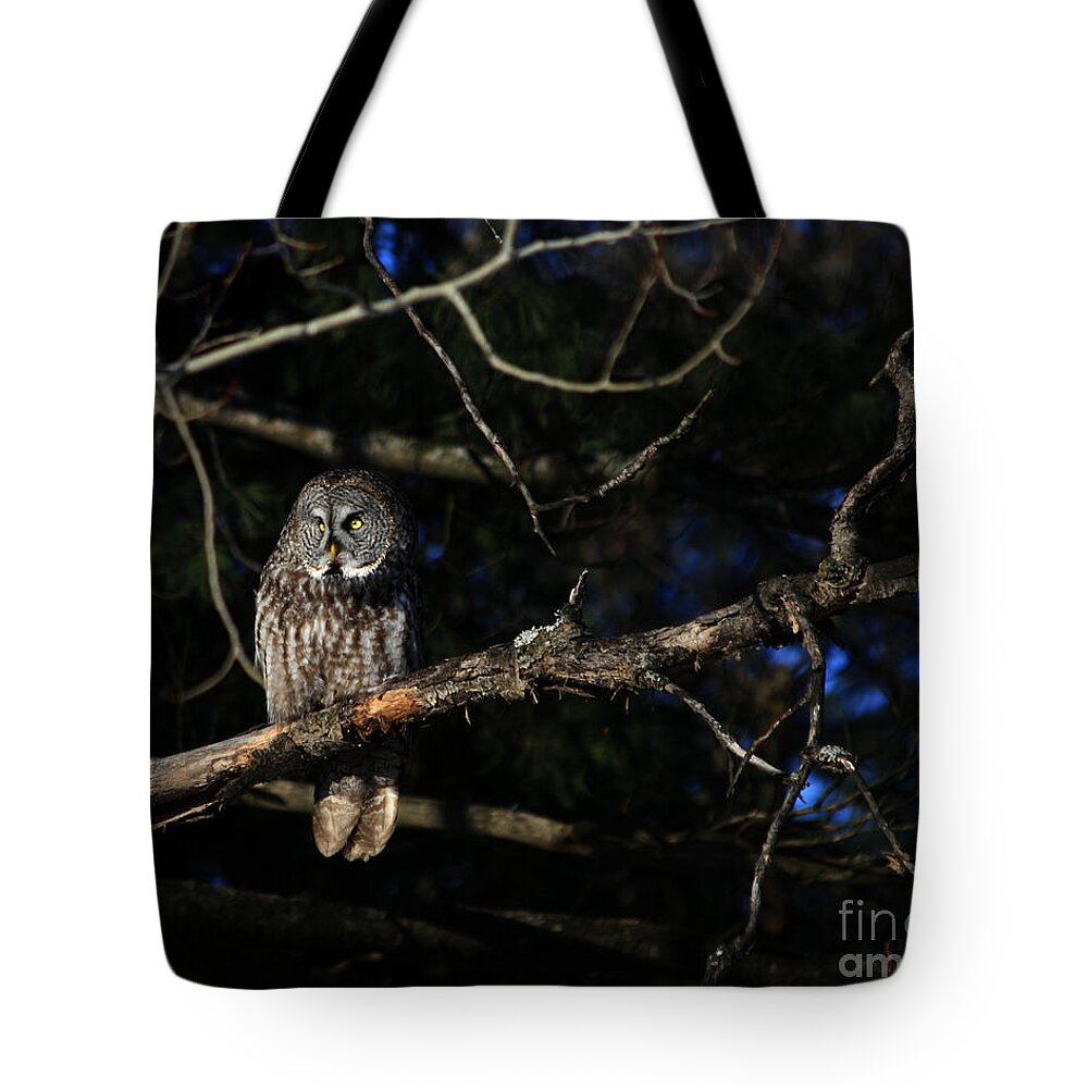 Owls Tote Bag featuring the photograph Darkness I defy thee by Heather King