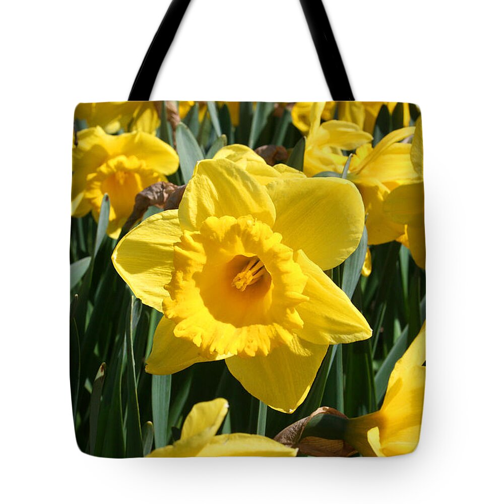 Daffodils Tote Bag featuring the photograph Darling Spring Daffodils by Mary Gaines
