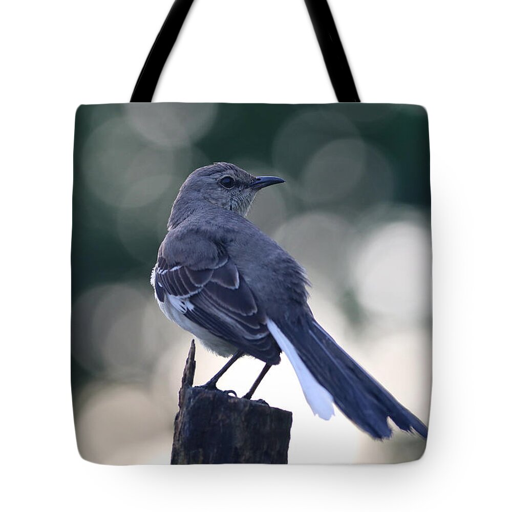 Mockingbird Tote Bag featuring the photograph Dawn Mockingbird by Rachel Morrison