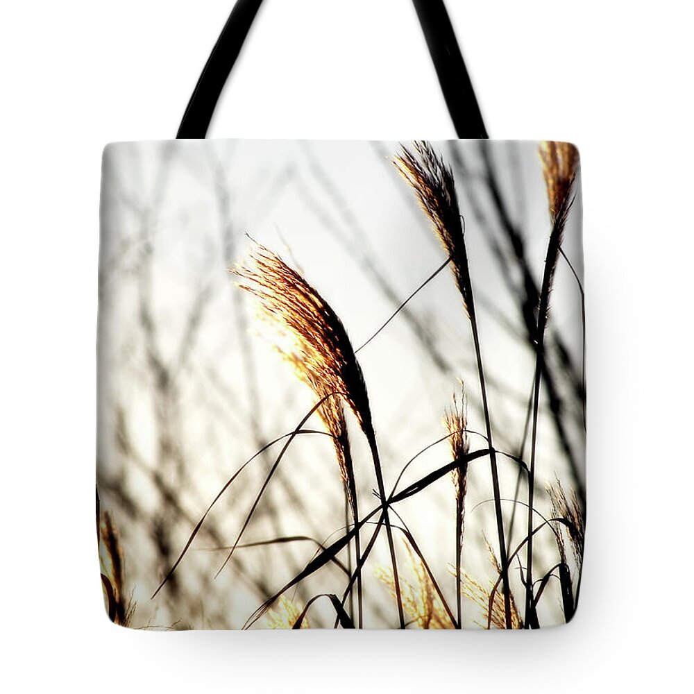 Pampas Grass Tote Bag featuring the digital art Dawning Light by JGracey Stinson