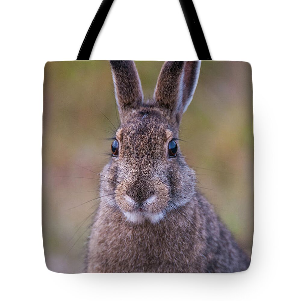 Snowshoe Hare Tote Bag featuring the photograph DDP DJD Snowshoe Hare 85 by David Drew