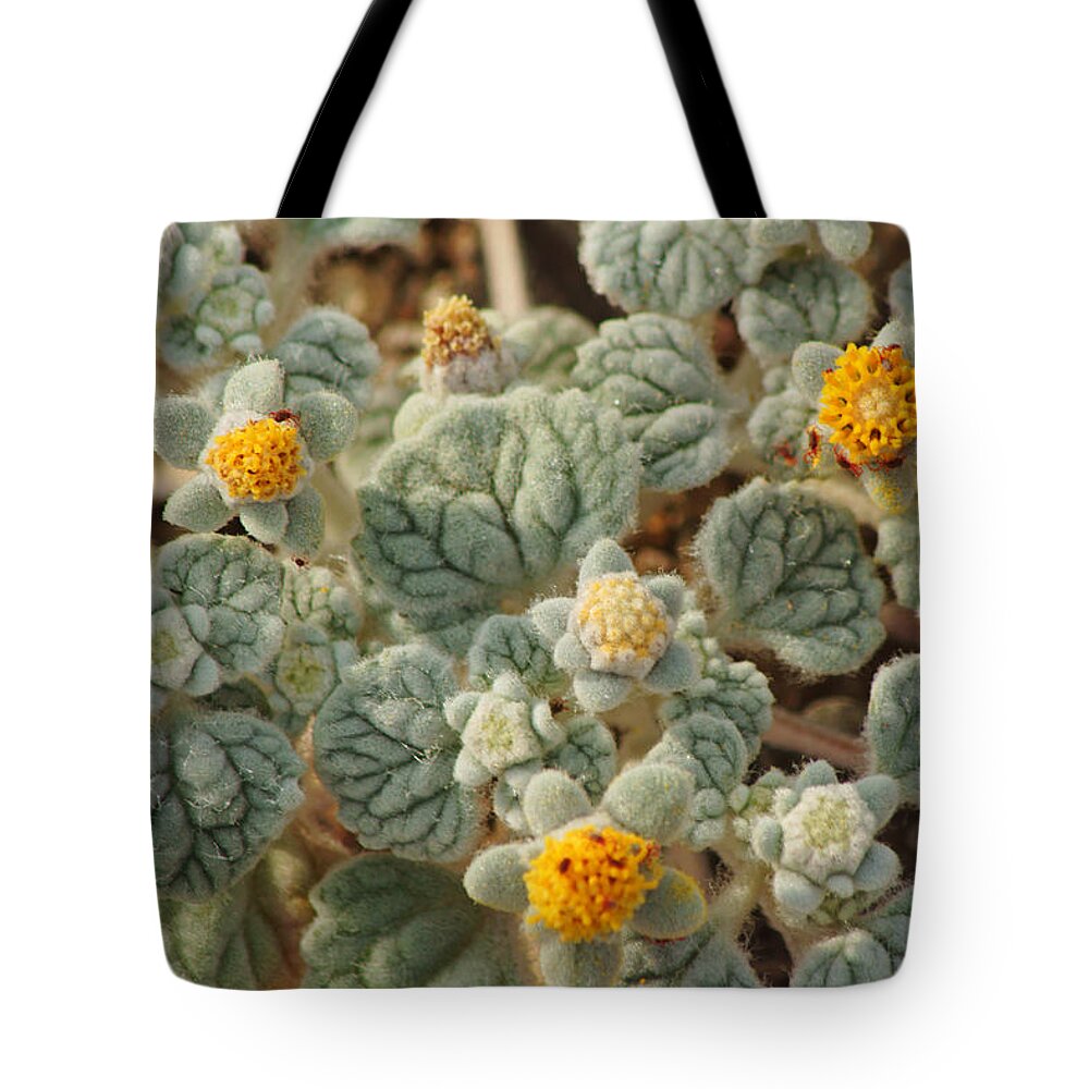Superbloom 2016 Tote Bag featuring the photograph Death Valley Superbloom 302 by Daniel Woodrum