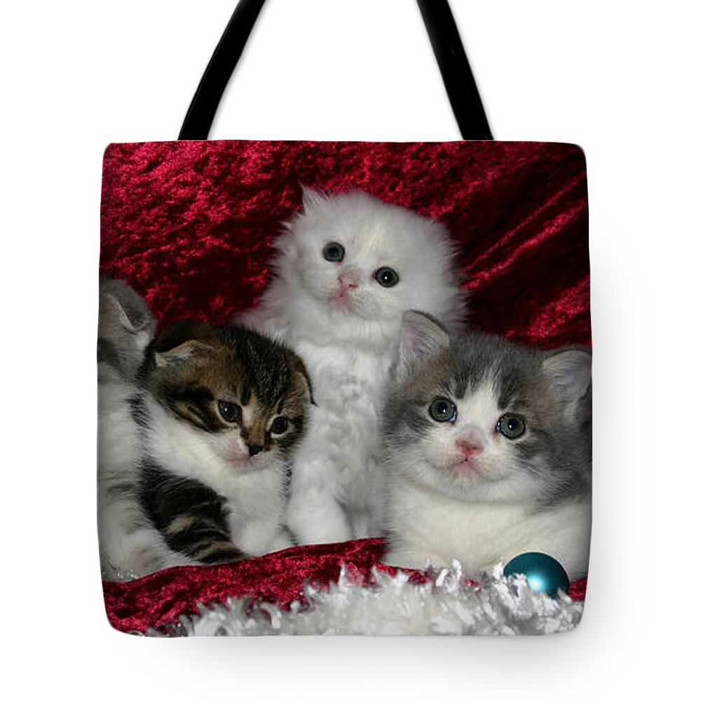 Scottish Folds Tote Bag featuring the pyrography December 2005 by Robert Morin