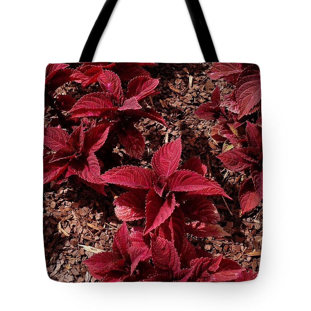 Red Coleus Tote Bag featuring the photograph Deep Red Coleus by Anita Adams