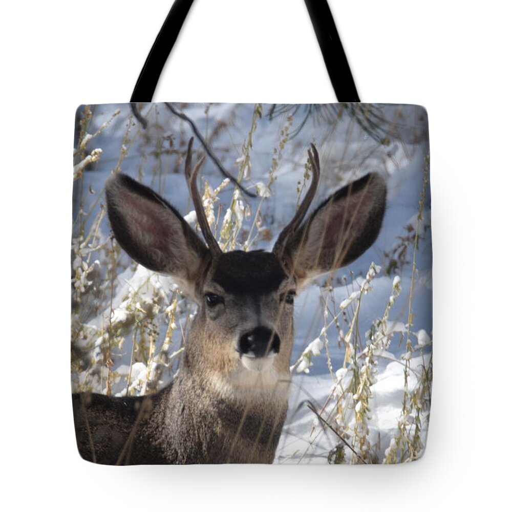 Deer Tote Bag featuring the photograph Deer Buck by Margarethe Binkley