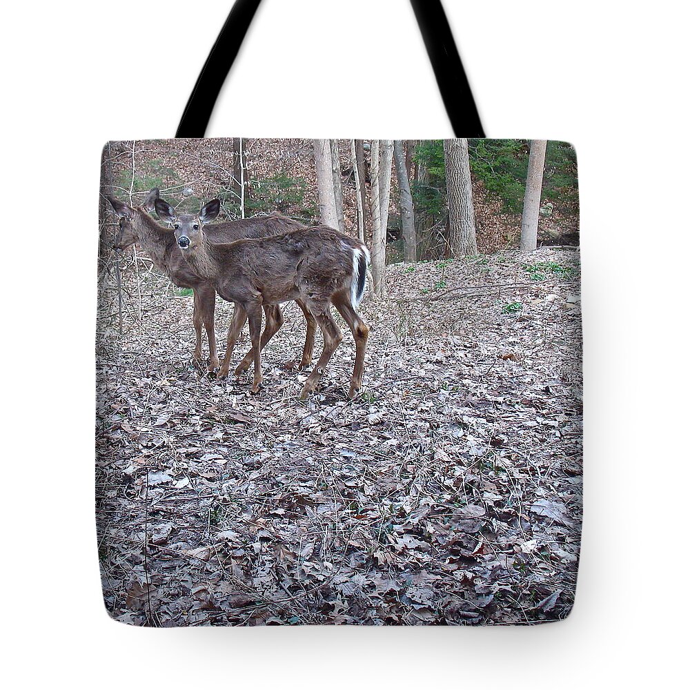 Photograph Tote Bag featuring the photograph Deer Deer Me -comp- by Cliff Spohn