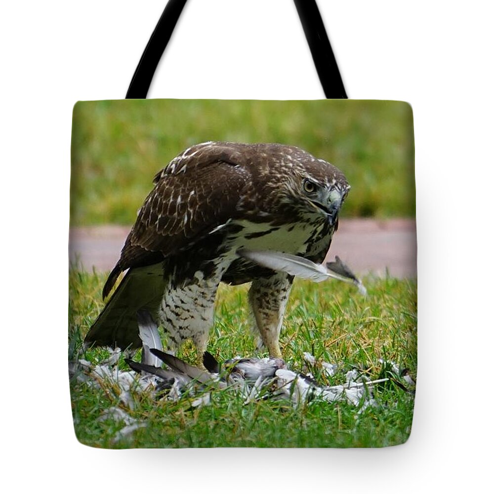 Bird Of Prey Tote Bag featuring the photograph Defeathering by Brooke Bowdren