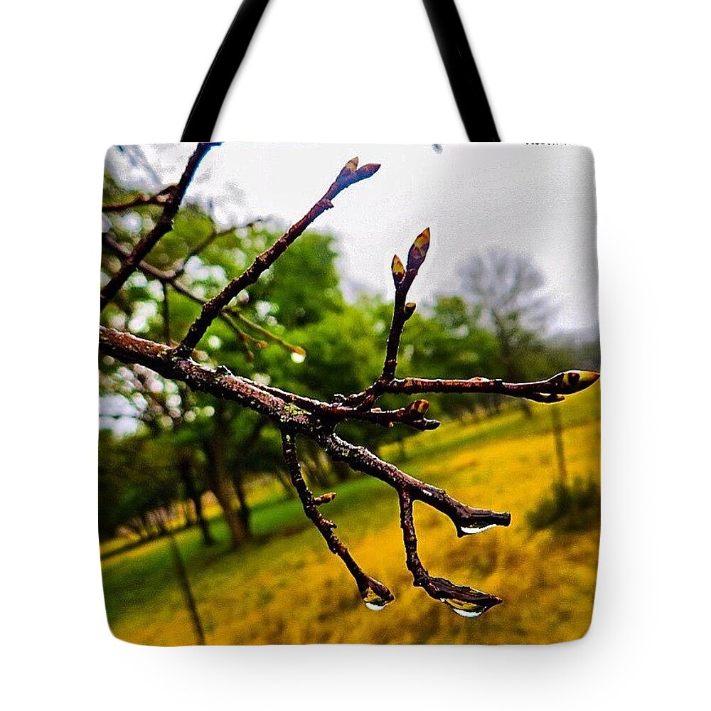 Keepaustinweird Tote Bag featuring the photograph #dejavu!! It's Still Cold, Dreary And by Austin Tuxedo Cat
