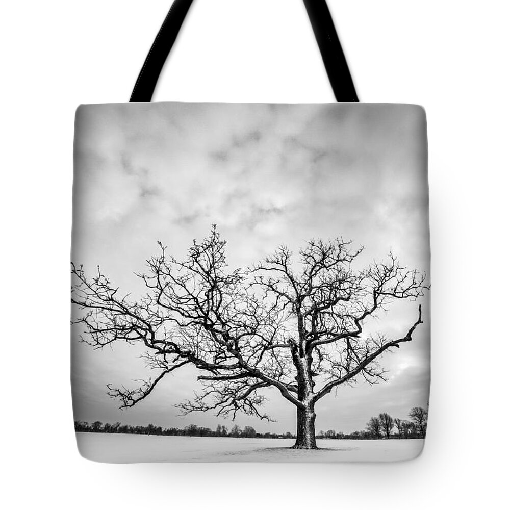 Monochrome Tote Bag featuring the photograph Delaware Park Winter Oak by Chris Bordeleau