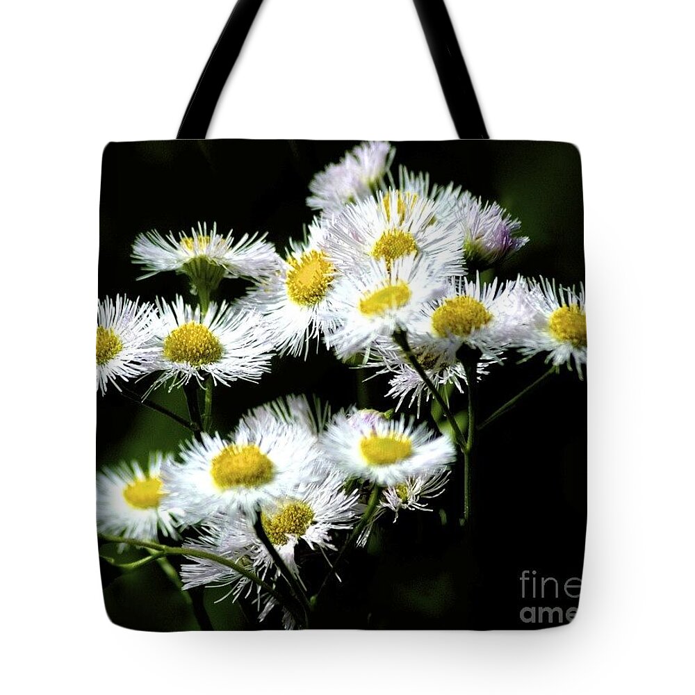 Flowers Tote Bag featuring the photograph Delicate Daisies by Tracy Rice Frame Of Mind