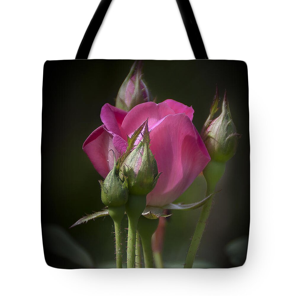 Rose Tote Bag featuring the photograph Delicate Rose with Buds by Michele A Loftus