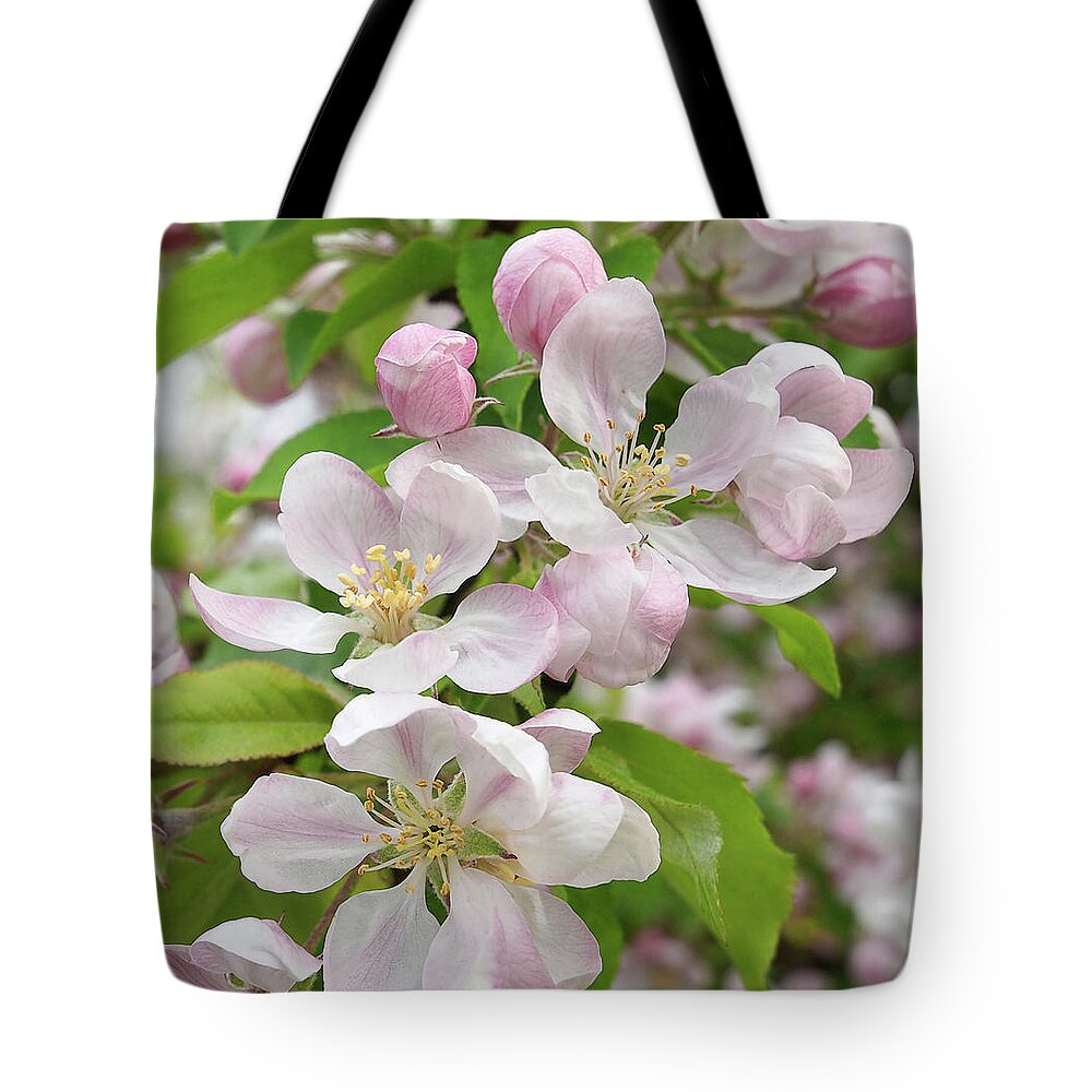 Apple Blossom Tote Bag featuring the photograph Delicate Soft Pink Apple Blossom by Gill Billington