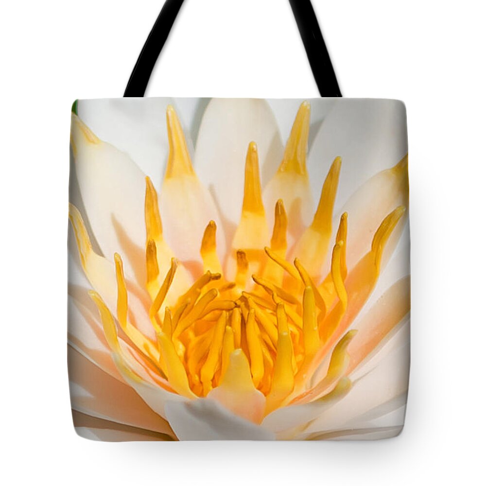 Water Lilly Tote Bag featuring the photograph Delicate Touch by Az Jackson