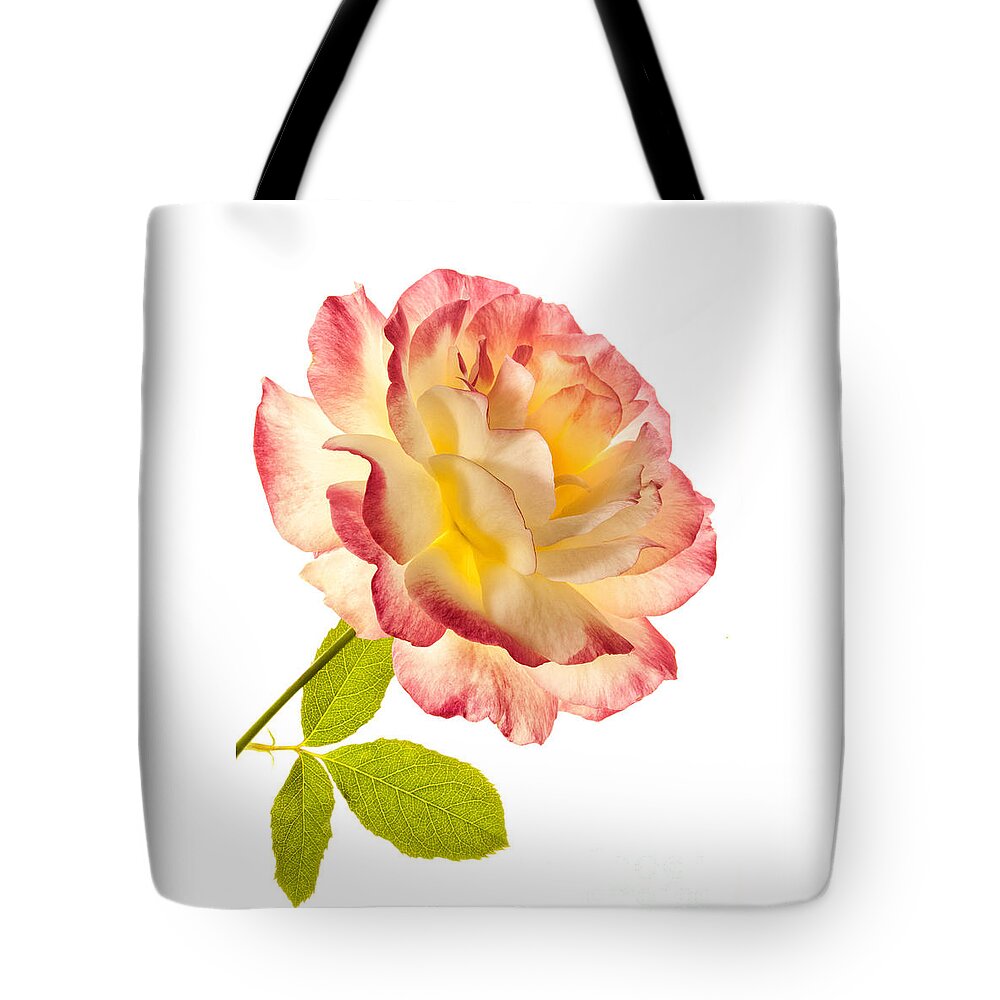 Rose Tote Bag featuring the photograph Delight by Patty Colabuono