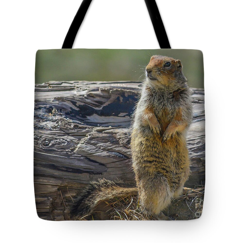 Squirrel Tote Bag featuring the photograph Denali Squirrel by Barry Bohn