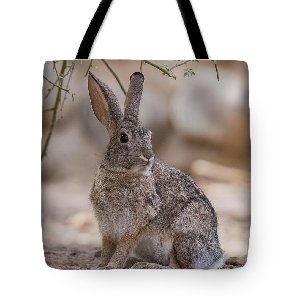 Nature Tote Bag featuring the photograph Desert Cottontail by Jody Partin