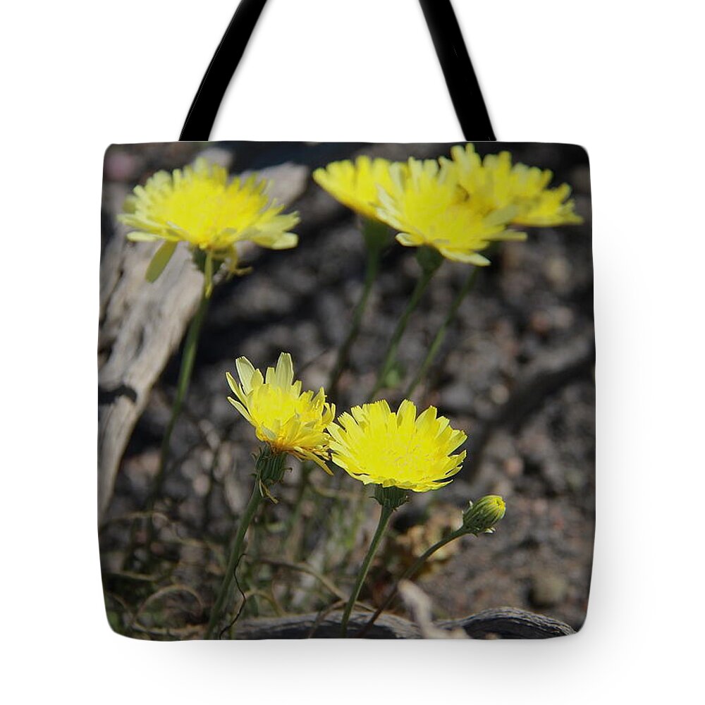 Yellow Tote Bag featuring the photograph Desert Dandelion by Suzanne Oesterling